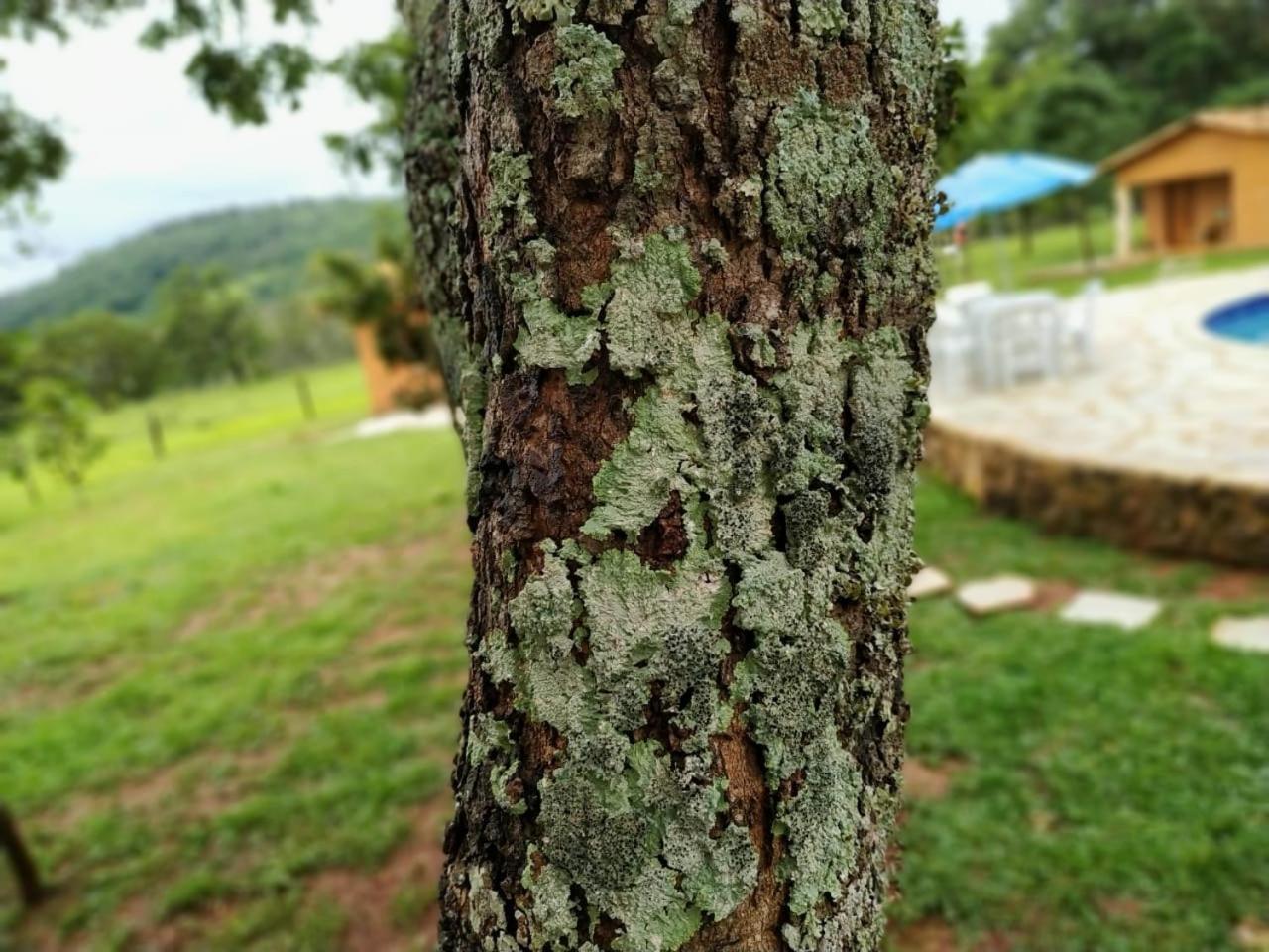 Recanto Do Baru Pirenópolis Dış mekan fotoğraf